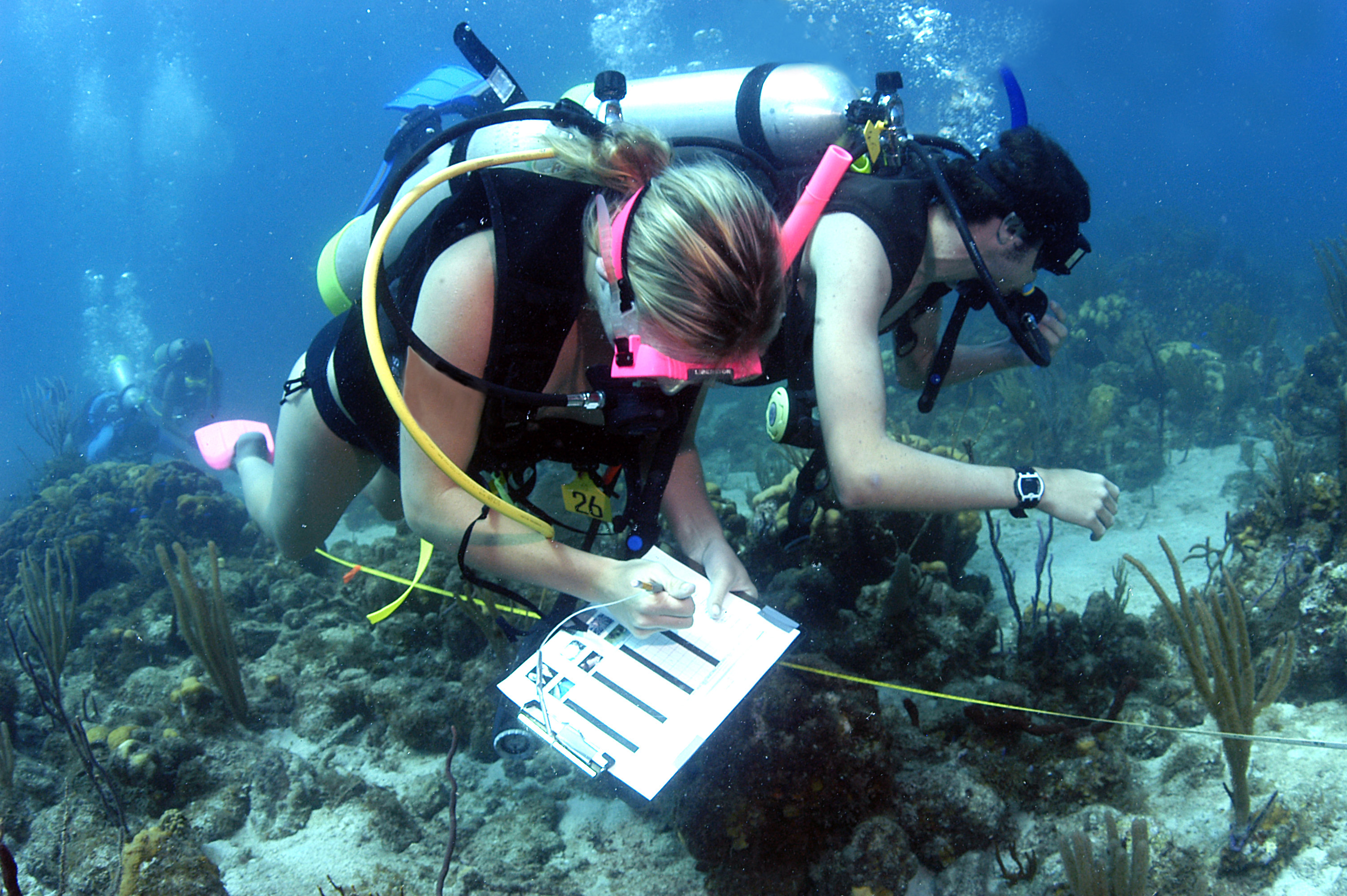 school of fishes marine biology