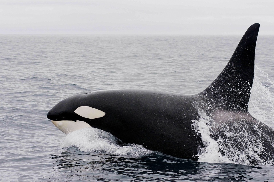 orca photo