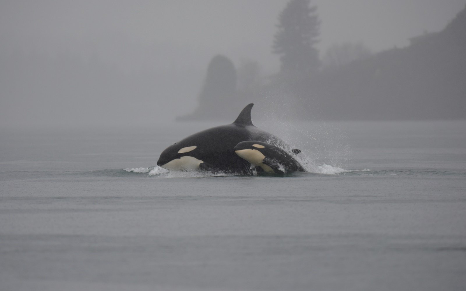 pod of orca whales in the wild photo