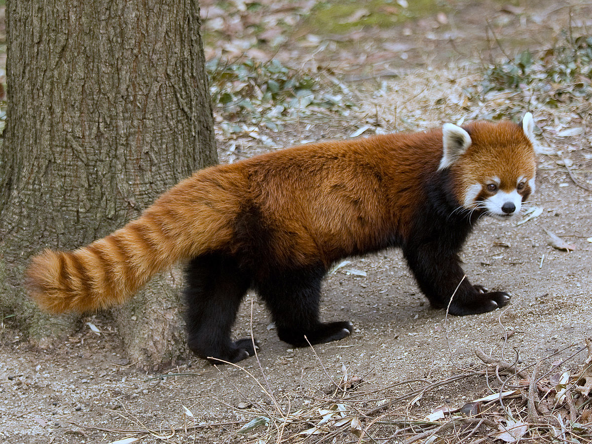 red panda photo