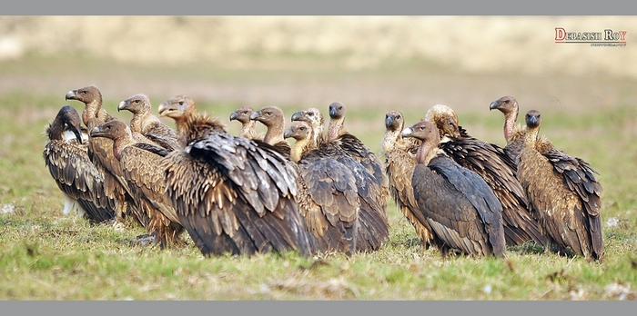 A Group of Vultures is Called a Kettle or Venue