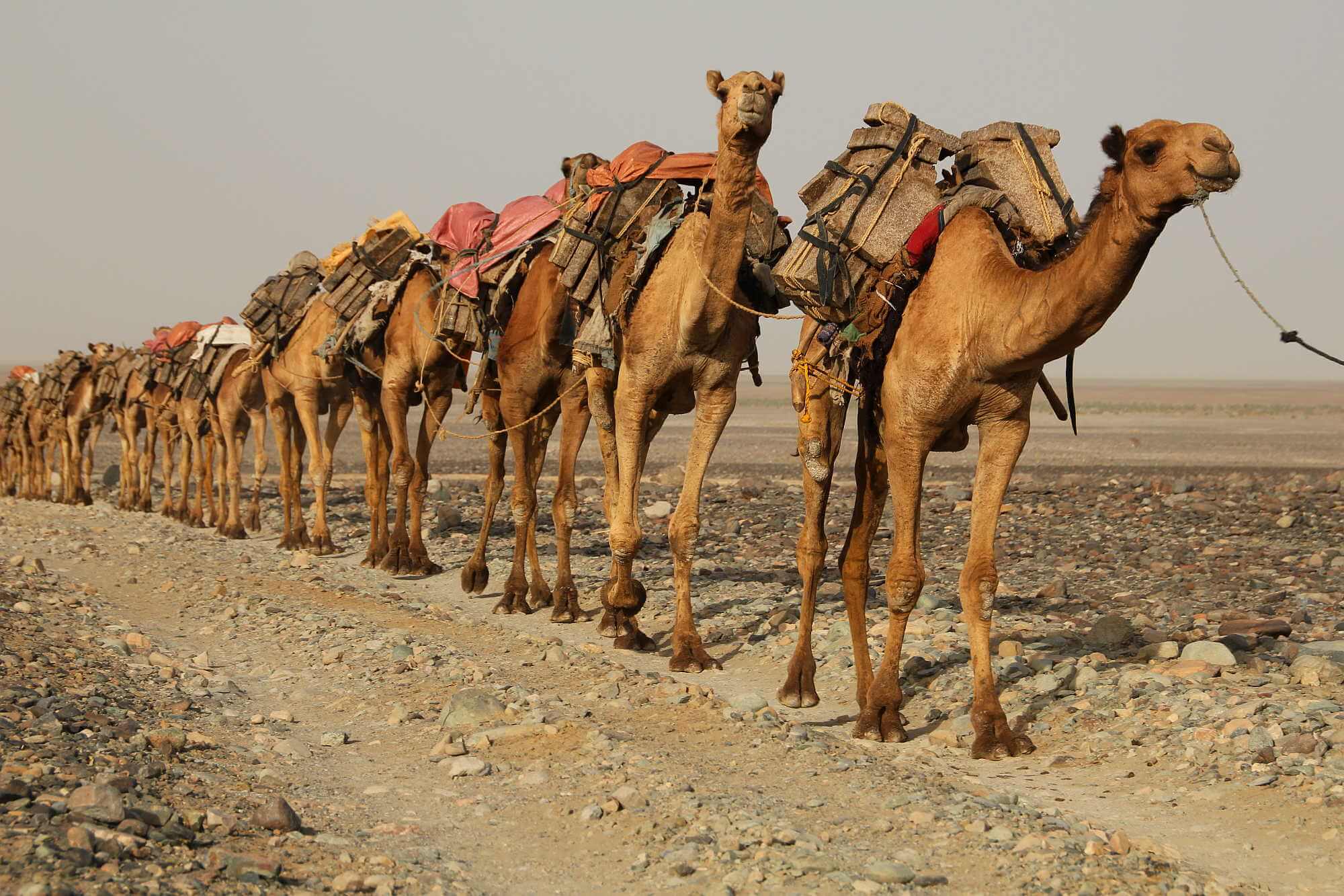 caravan of camels photo