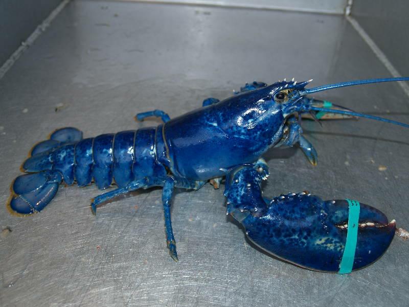 Blue Lobster – What is It?