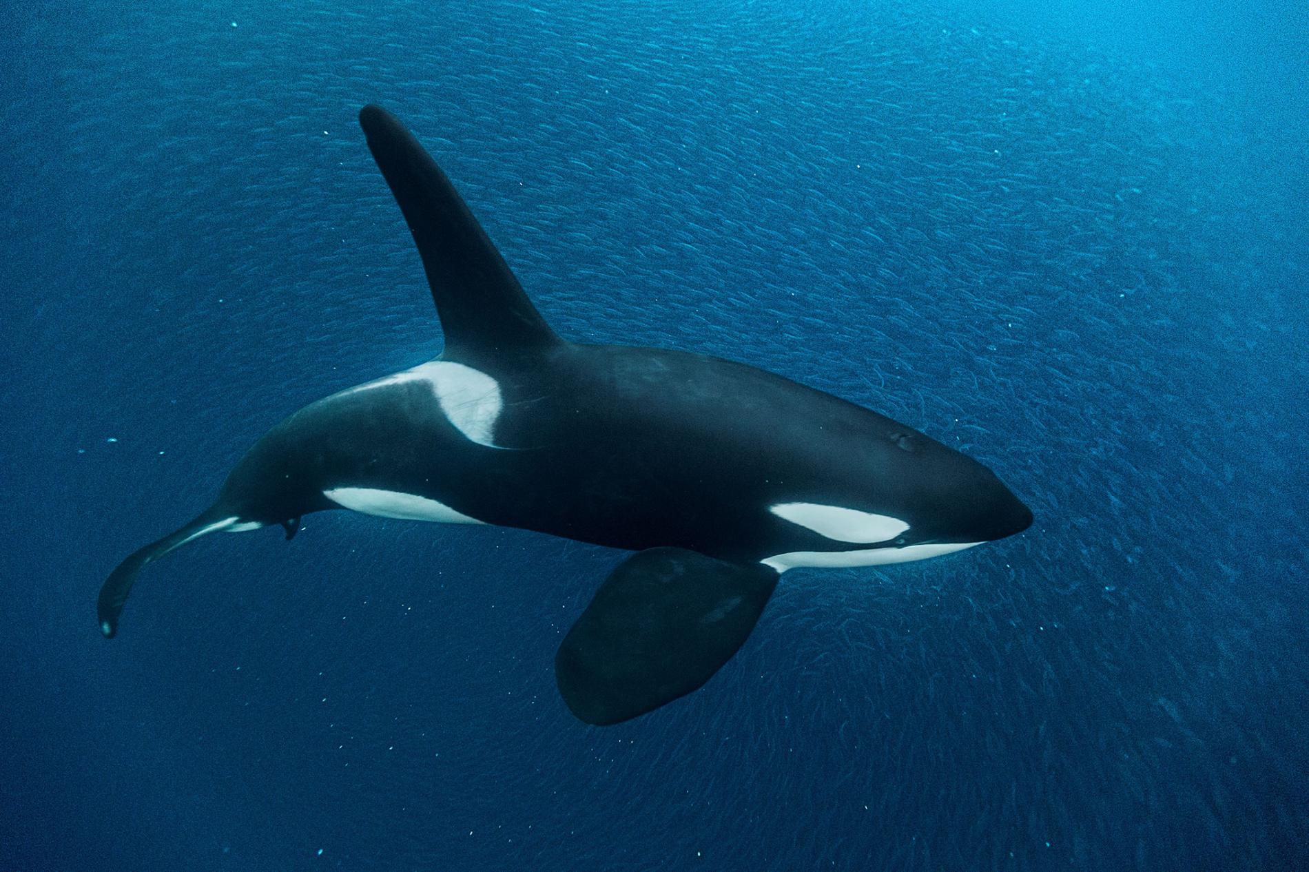Orca Whale Photos, Posters & Facts
