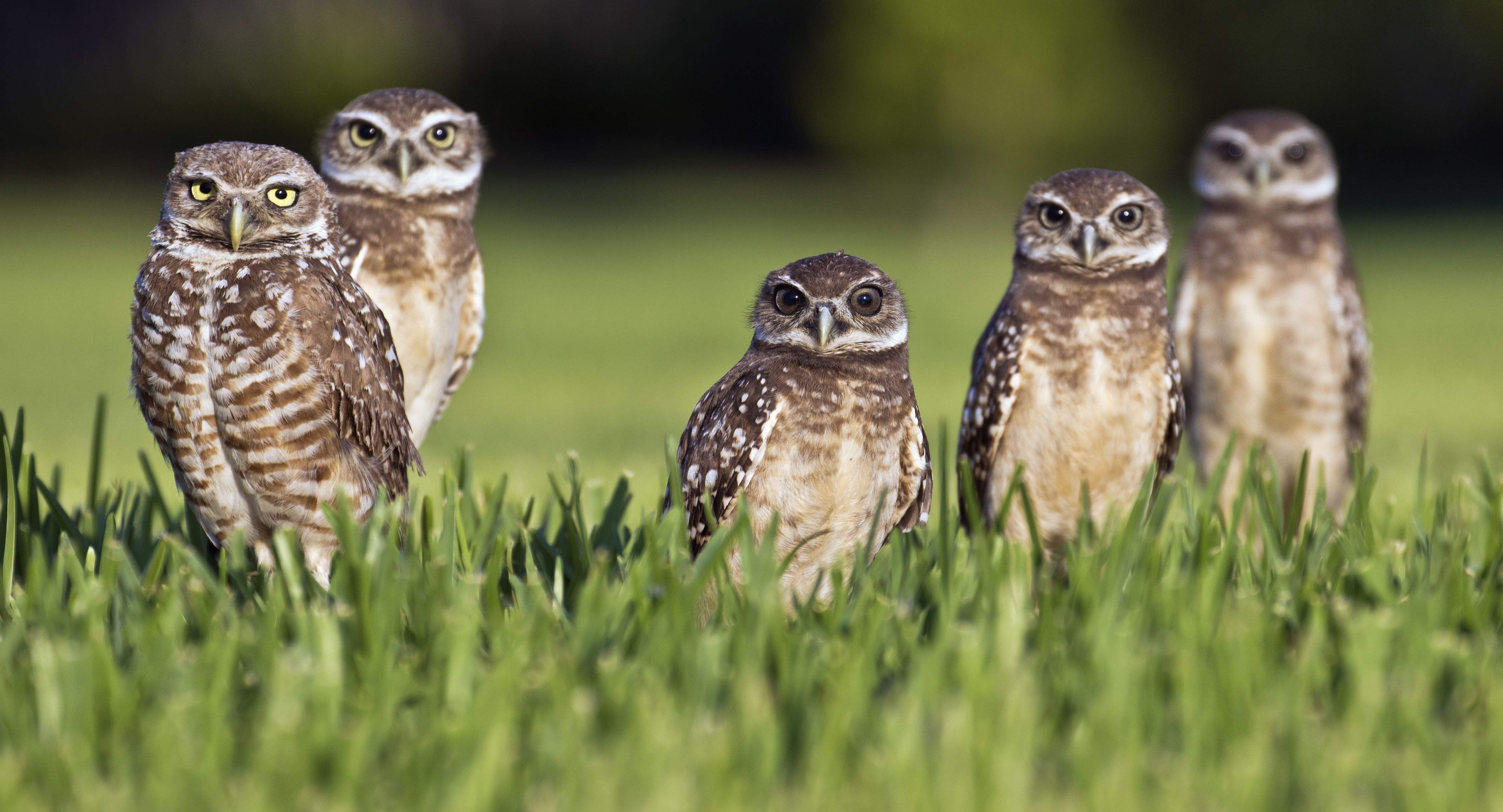 Group of burrowing owls is called a parliament photo