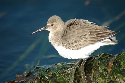 group of sandpipers called a fling photo