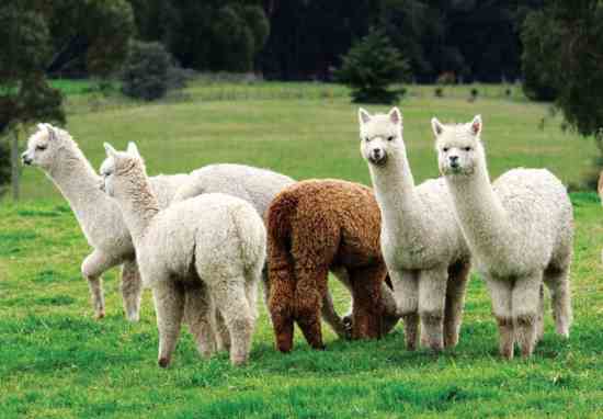 Group of Alpaca is called a herd