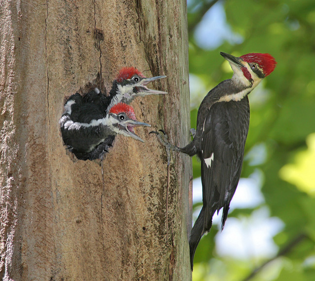 Group of woodpeckers is called a descent photo