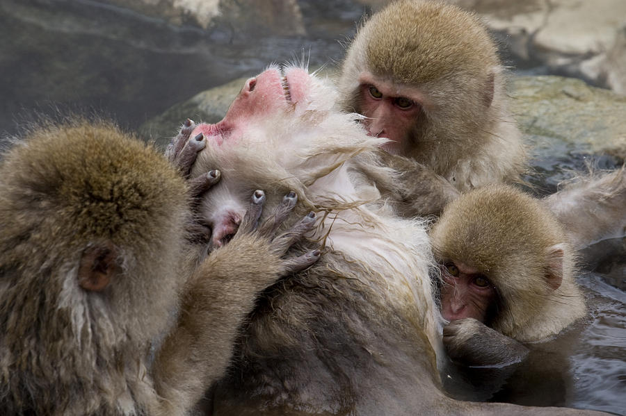 group of monkeys photo