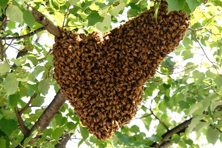 A Group of Bees is called a Hive or Swarm