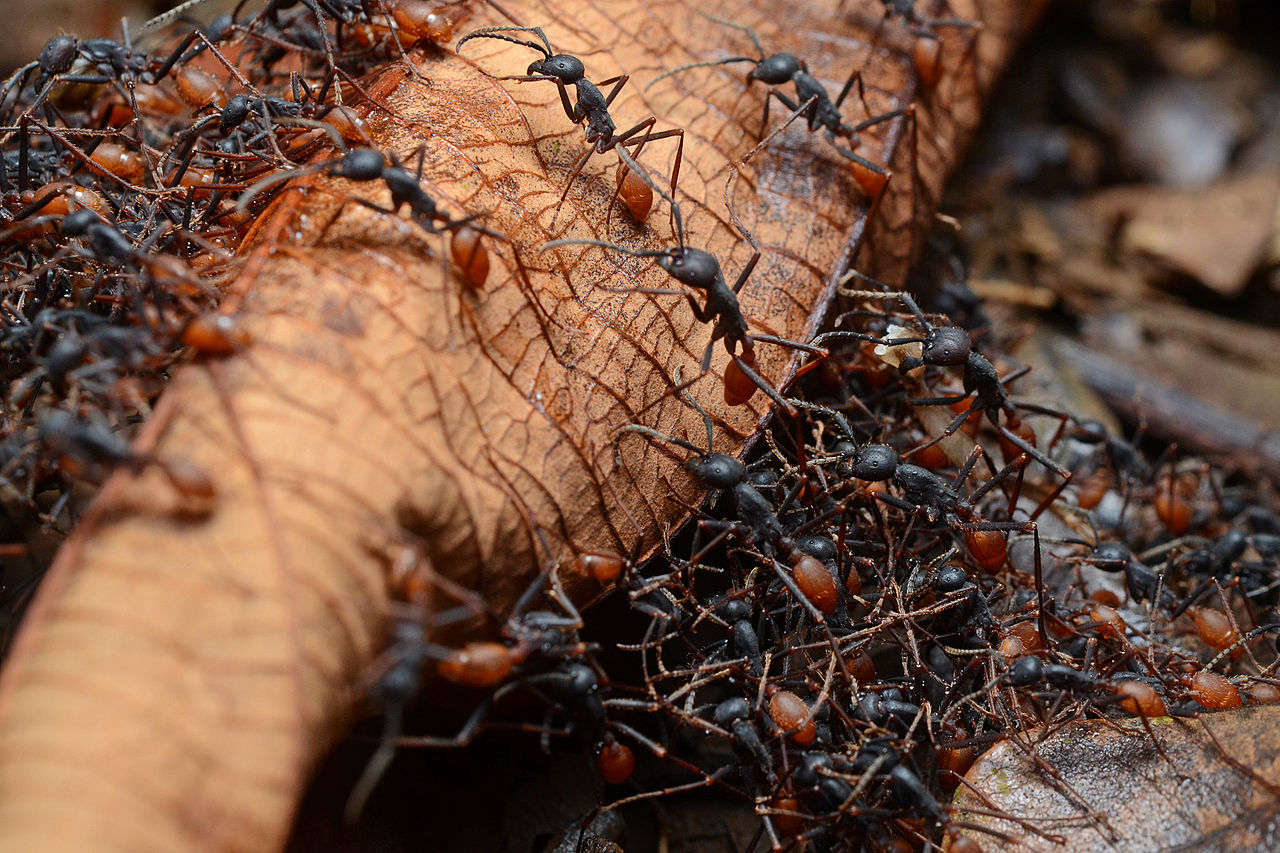 Group of Ants is called an army, colony or nest.
