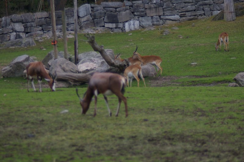 group of antelopes called a herd